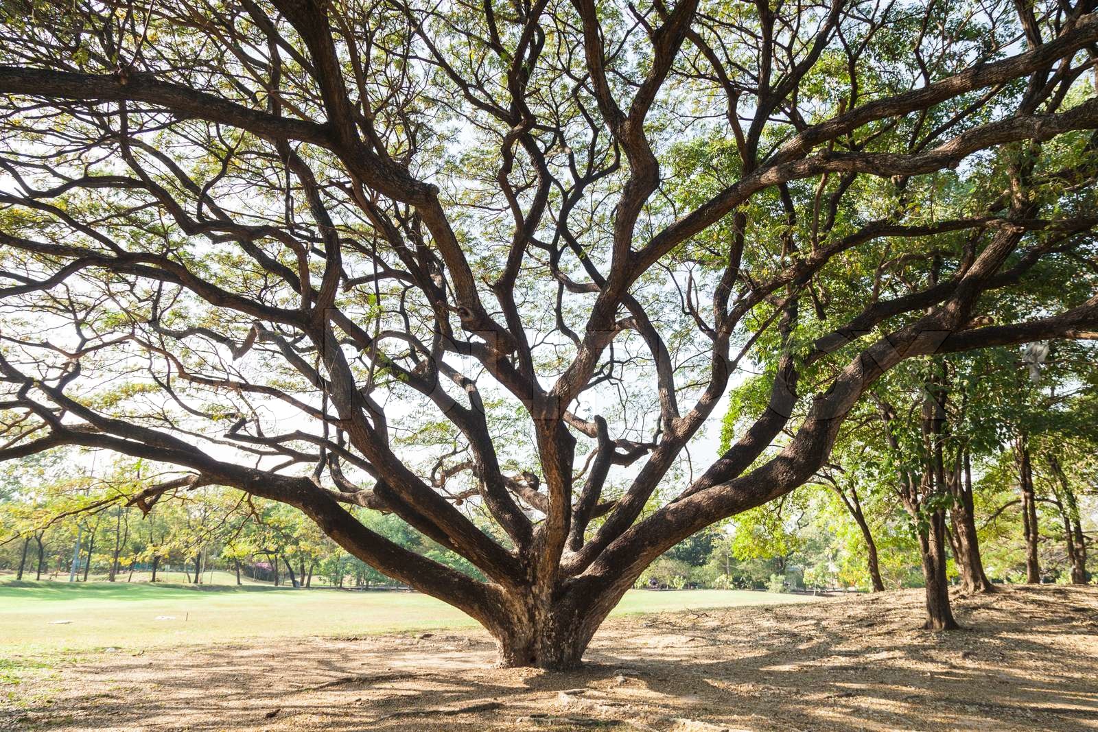 Tree-like comparison of Euclidean and hyperbolic geometry